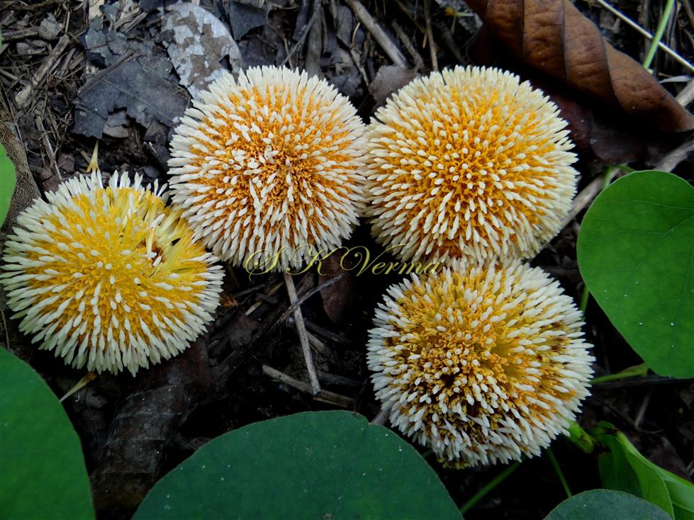  Flower Heads
